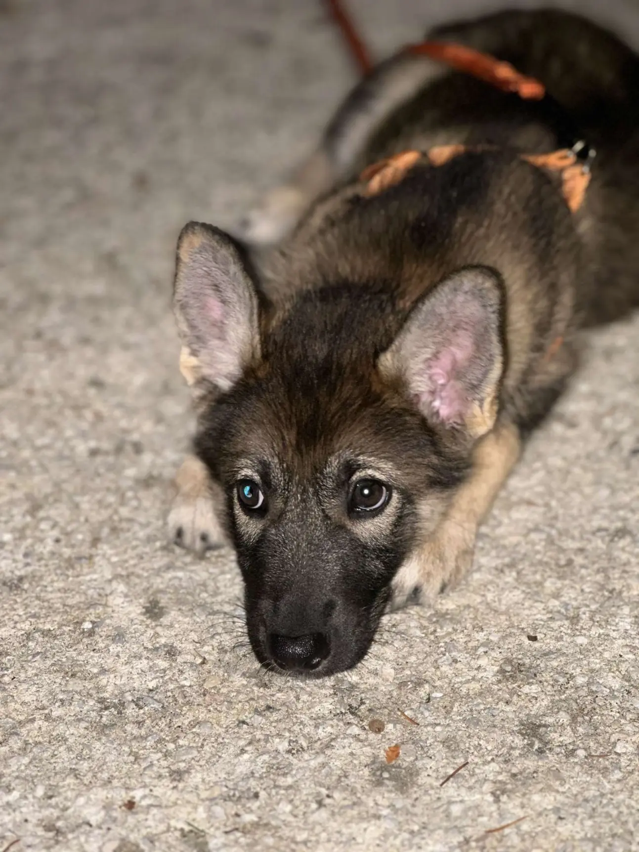 Laika