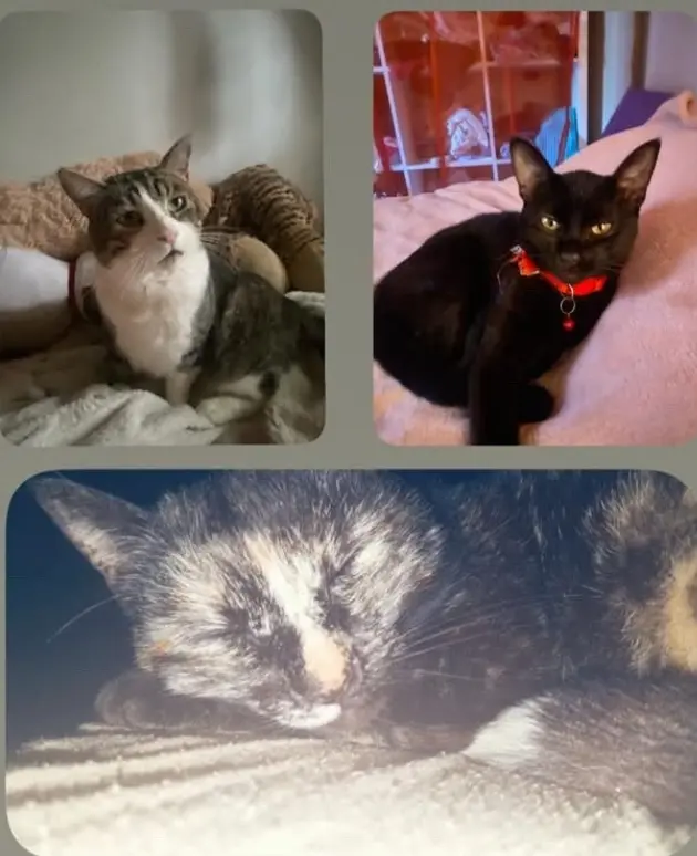 Onyx, Yuna & Loulou